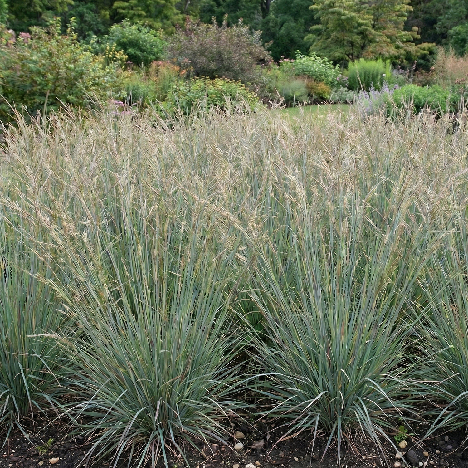 Kleines Präriegras 'Standing Ovation'