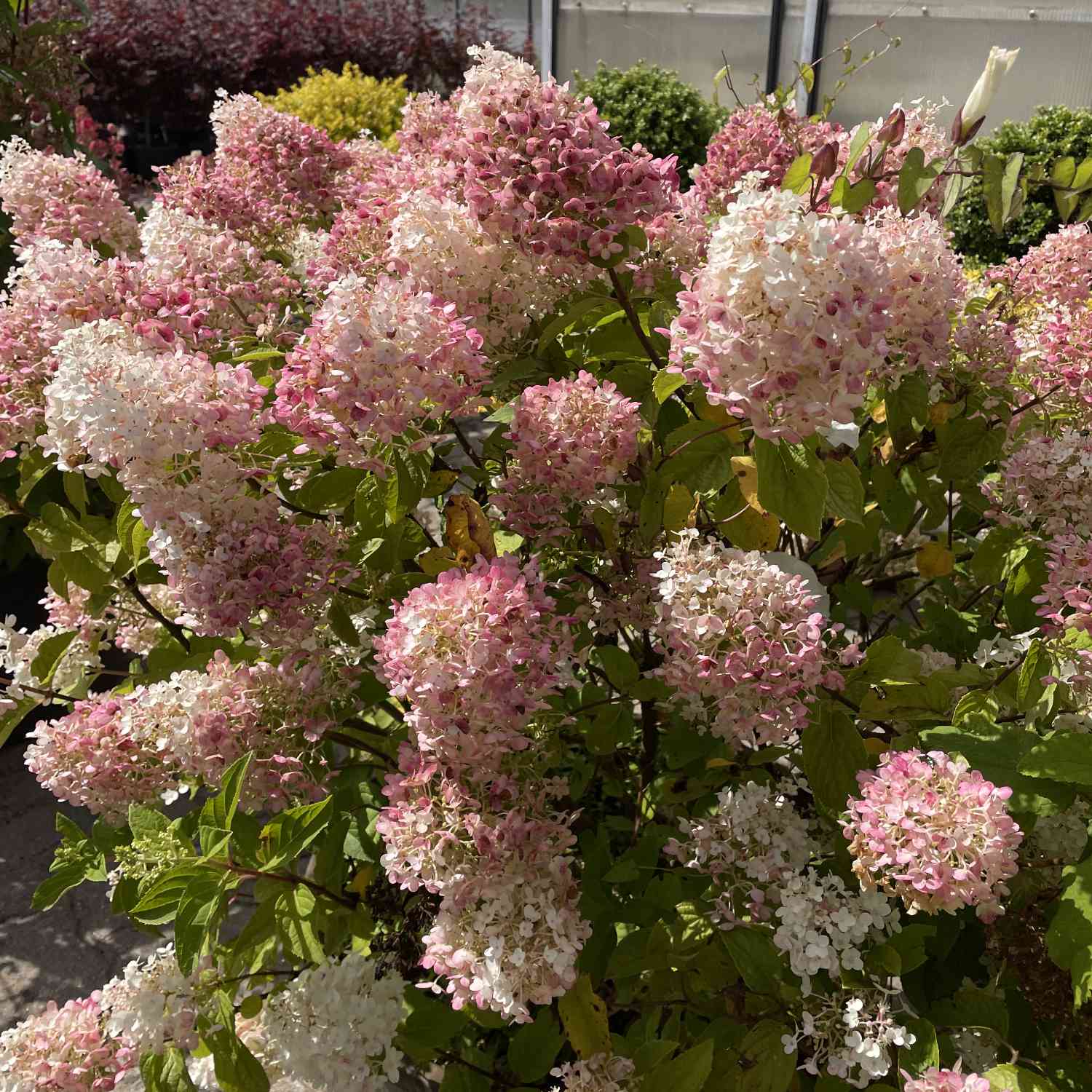 Rispenhortensie Gardenlights® 'Pinklight' 7,5 Liter, 60 - 80 cm Liefergröße: 60 - 80 cm