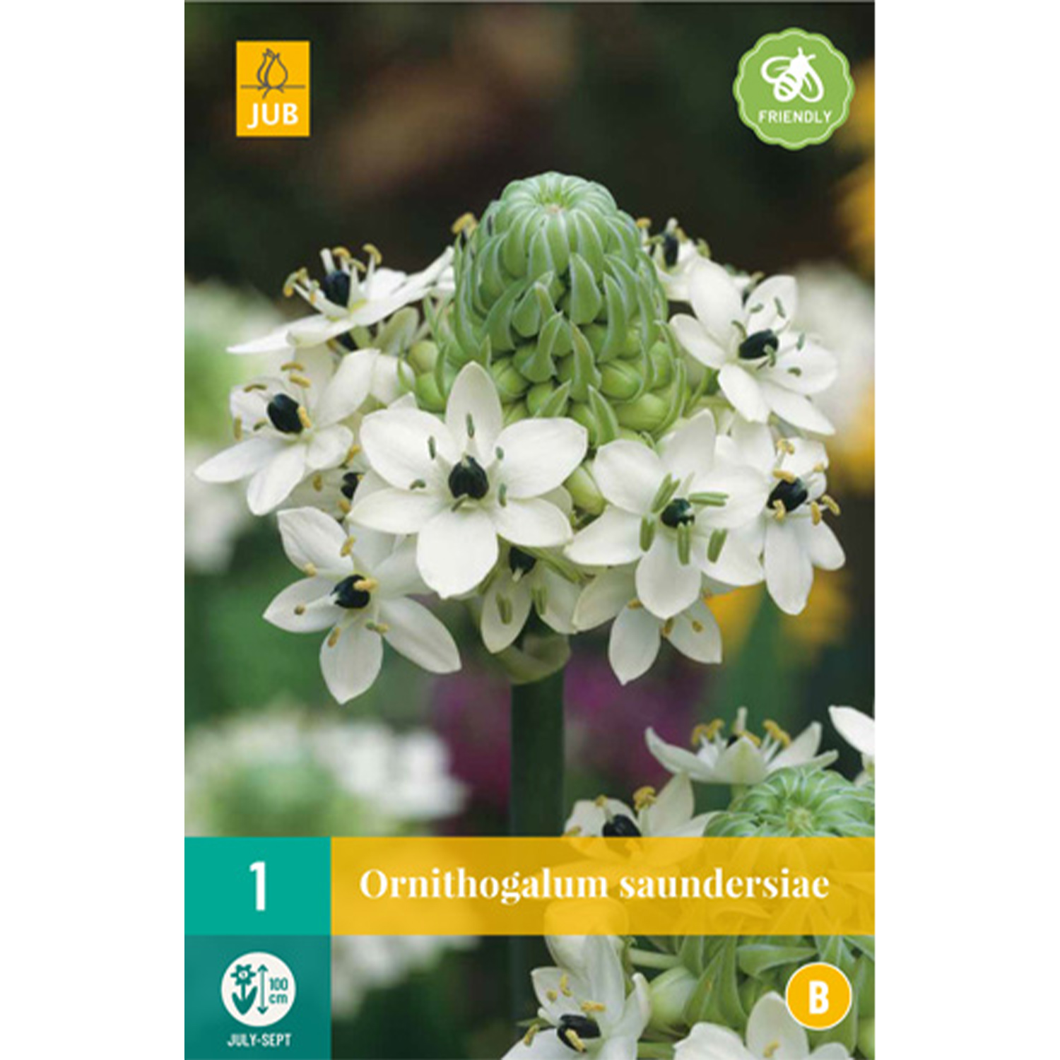 Kategorie <b>Zwiebel- und Knollenstauden </b> - Milchstern - 1 Stück Liefergröße: Zwiebelgröße 18/+ - Ornithogalum saundersiae