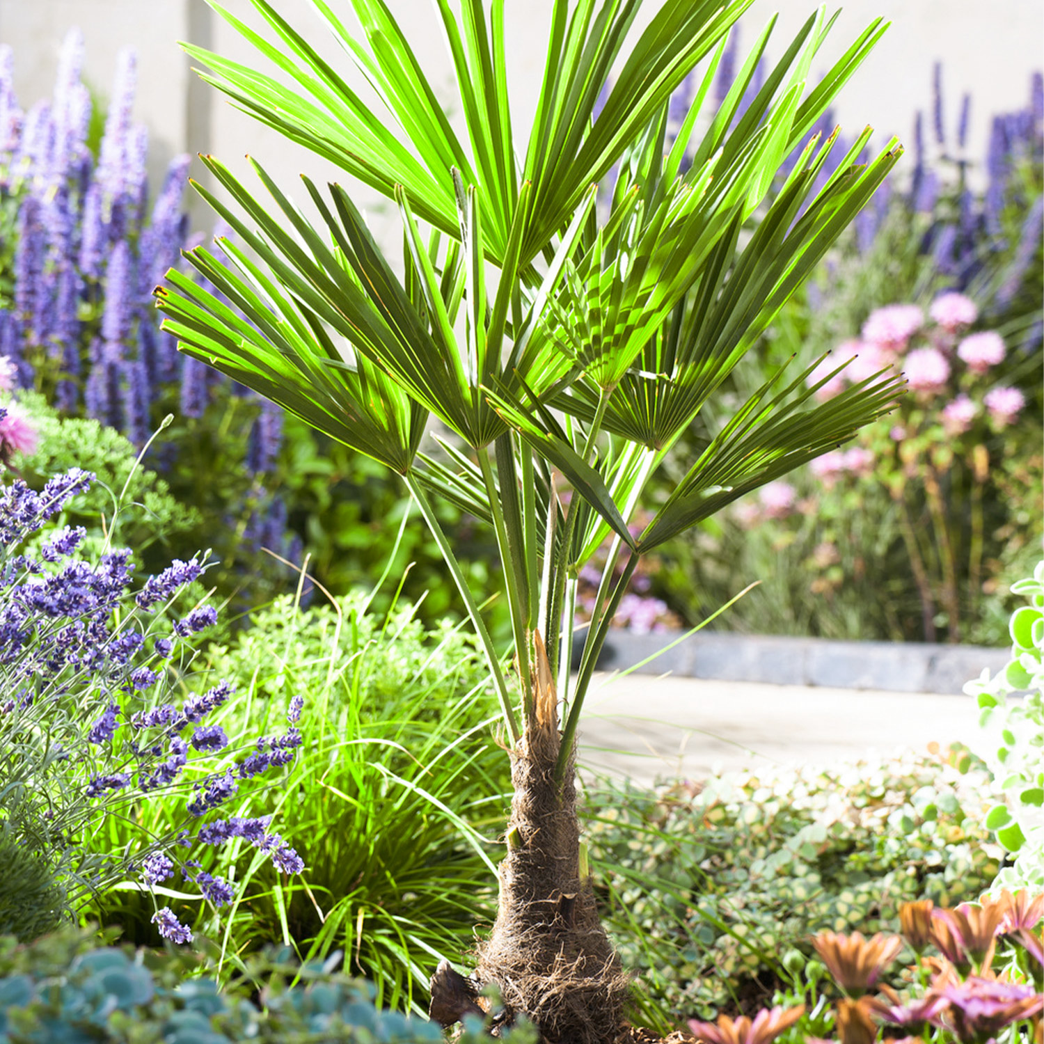 Kategorie <b>Produkt ohne Kategoriezuordnung </b> - Chinesische Hanfpalme Lieferform: Im 6 Liter Topf - Trachycarpus fortunei