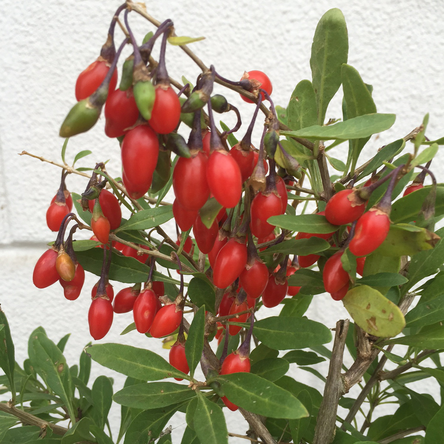 Beeren - Goji-Beere 'Little Goji®' Lieferform: Im 2 Liter Topf - Lycium barbarum 'Little Goji®'
