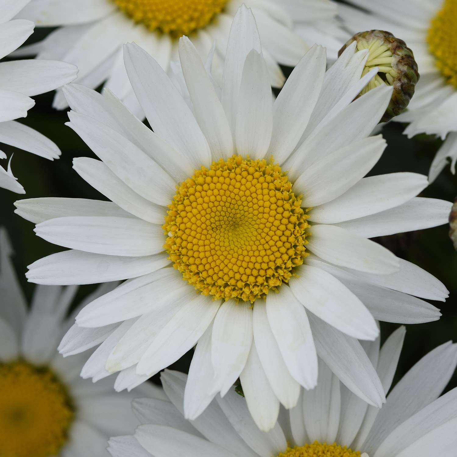 Kategorie <b>Stauden </b> - Margerite 'Madonna' C3 Lieferform: Im 3 Liter Topf - Leucanthemum x superbum
