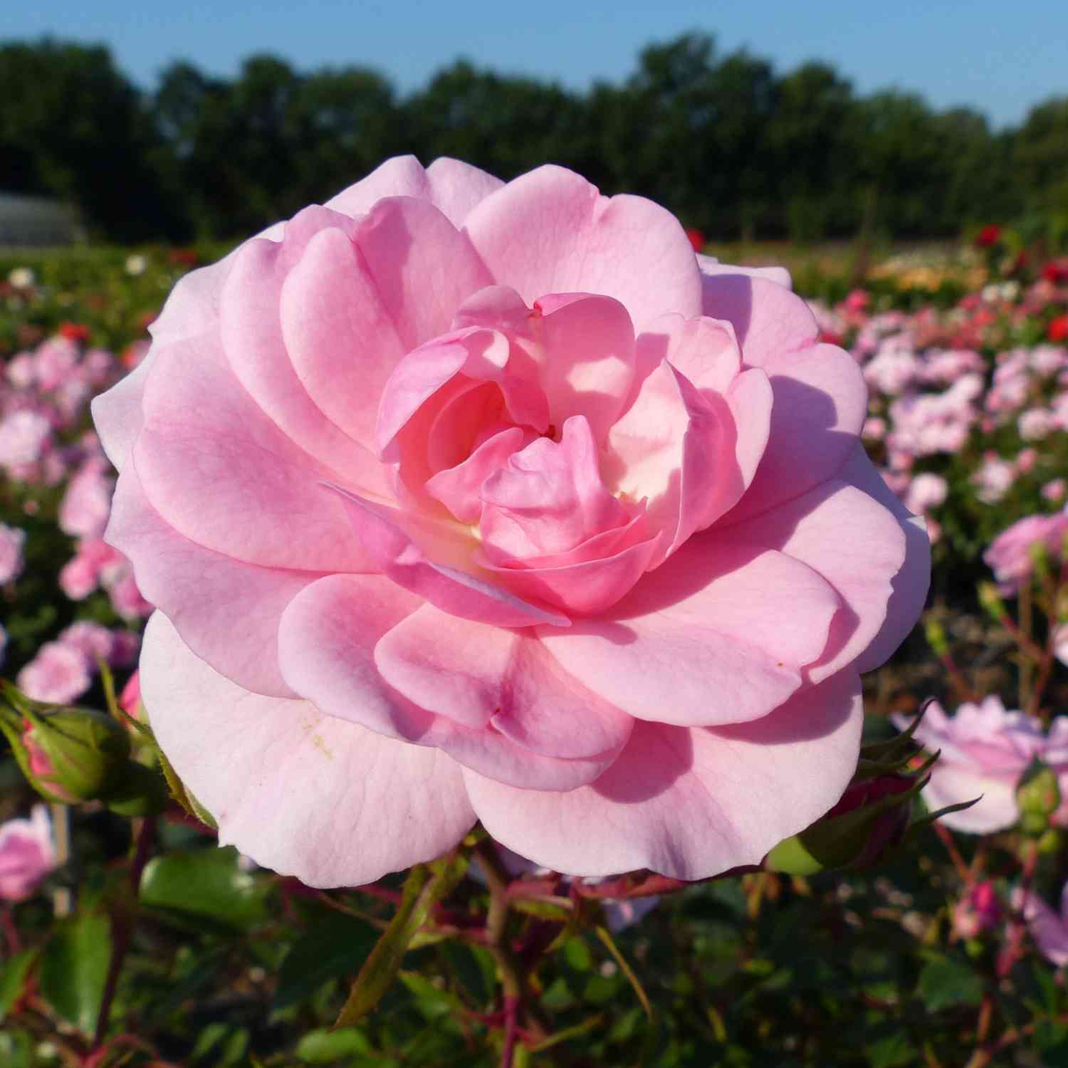 Beetrose 'Bonica 82®' Beetrose 'Bonica 82®'