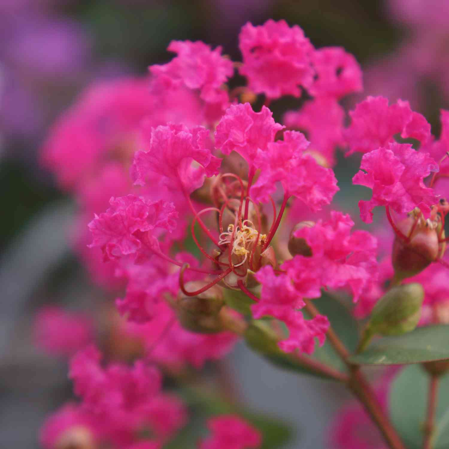 Flieder des Südens 'With Love® Kiss'