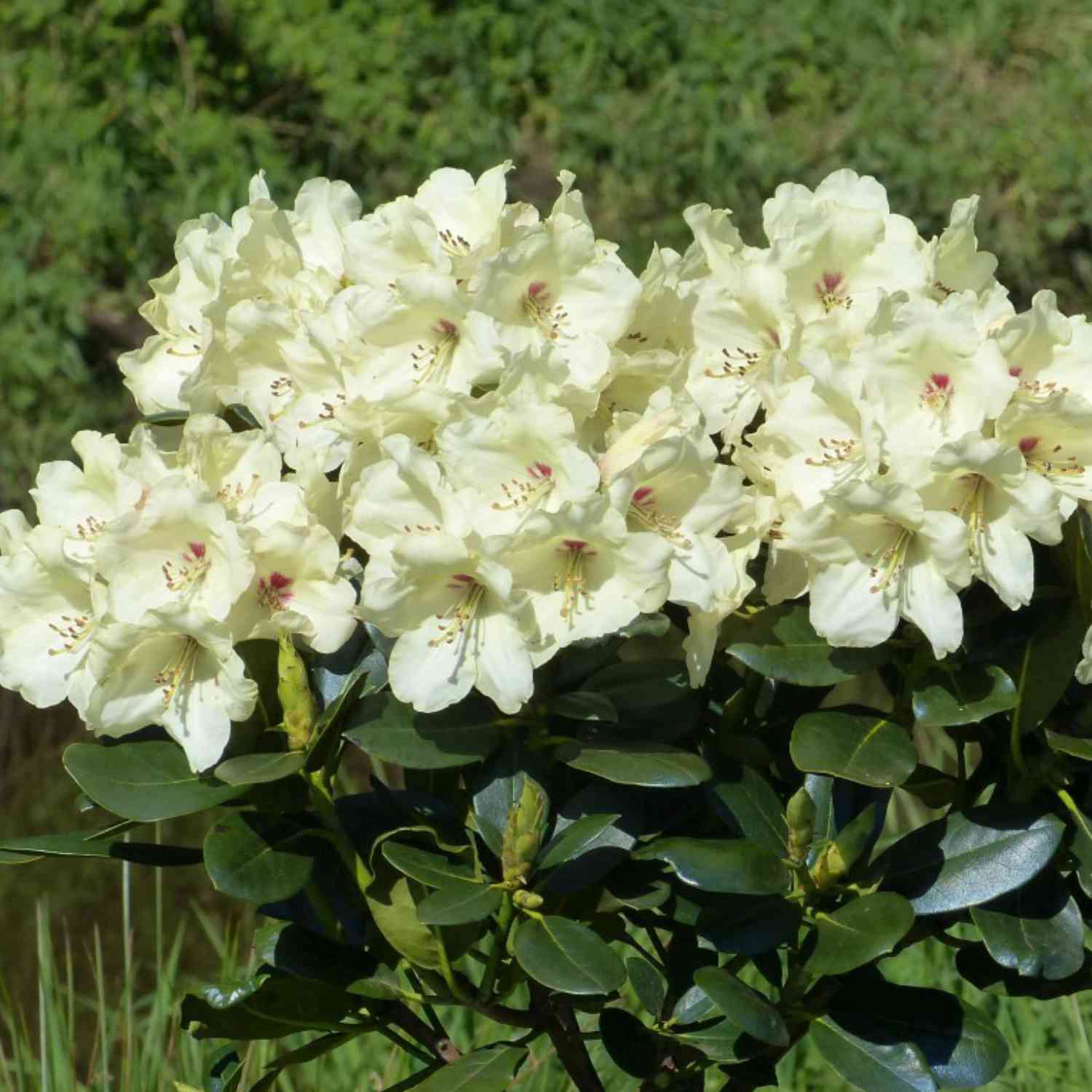 Ball-Rhododendron 'Flava'