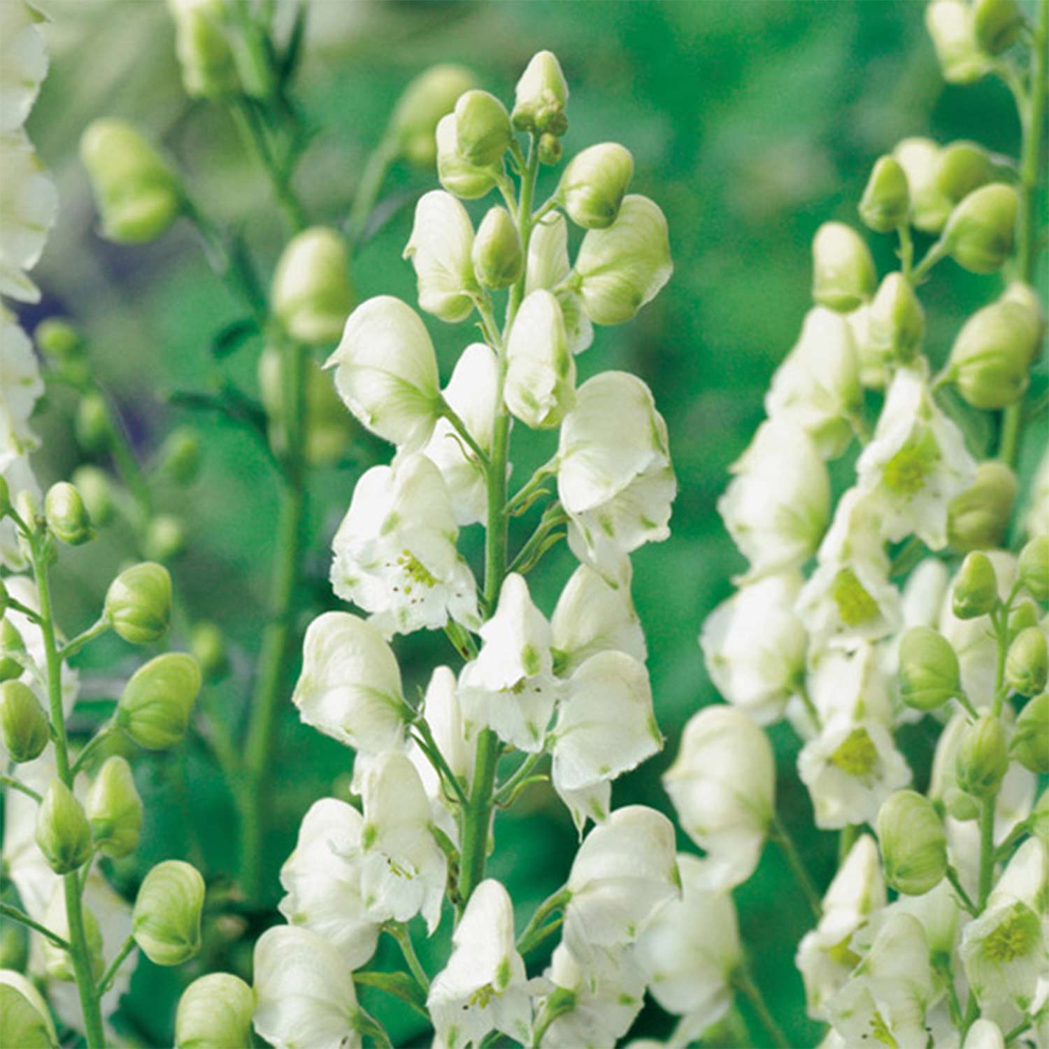 Kategorie <b>Produkt ohne Kategoriezuordnung </b> - Eisenhut 'Schneewittchen' Lieferform: Im 10,5 cm Topf - Aconitum napellus ssp. napellus