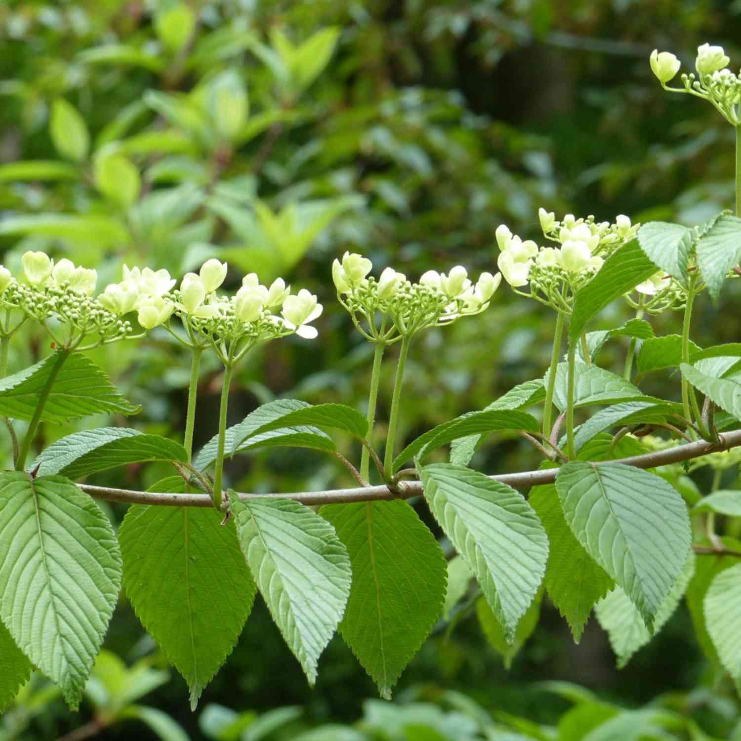 Pyramiden-Schneeball 'Kilimandjaro' Pyramiden-Schneeball 'Kilimandjaro'