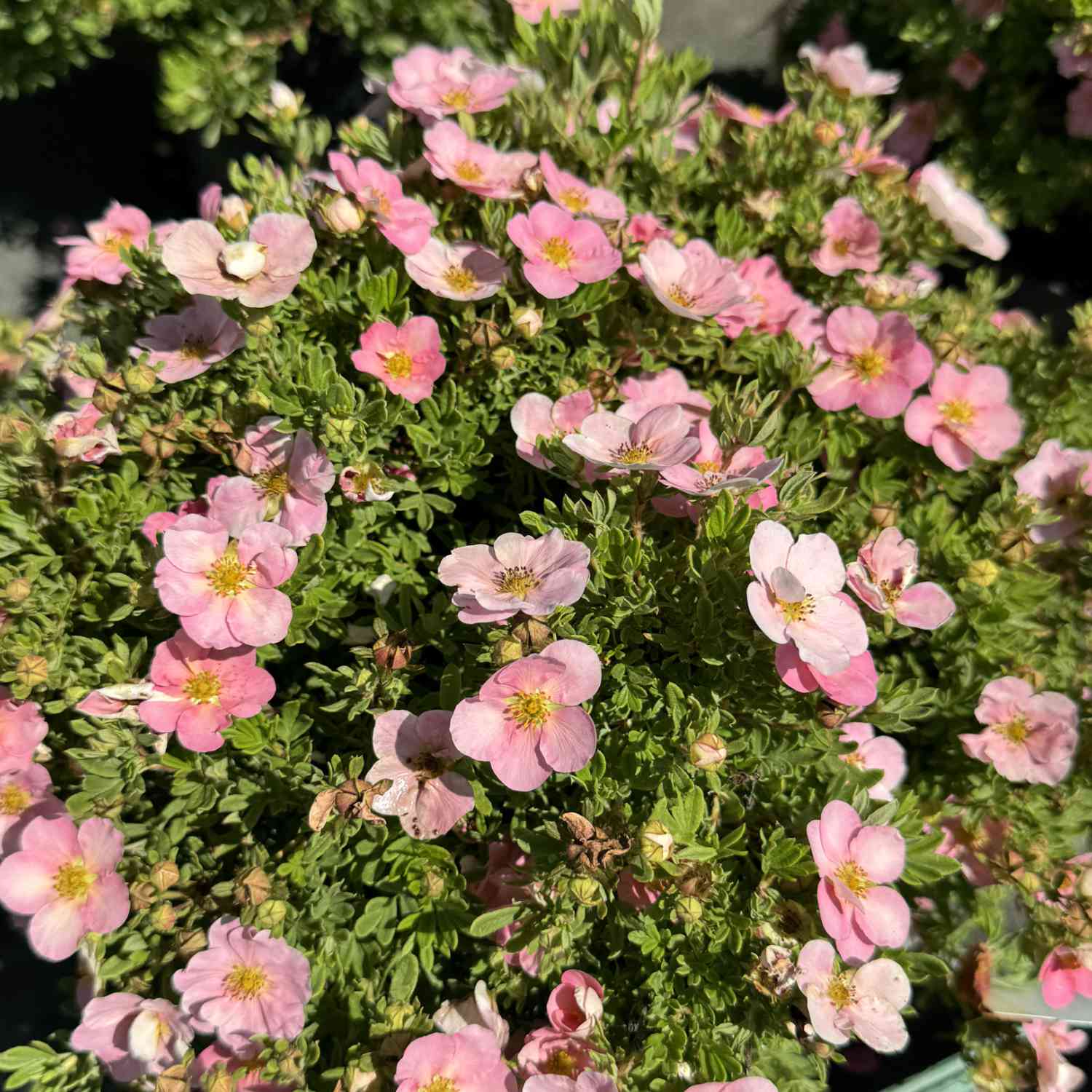 Fingerstrauch 'Pink Beauty' Fingerstrauch 'Pink Beauty'