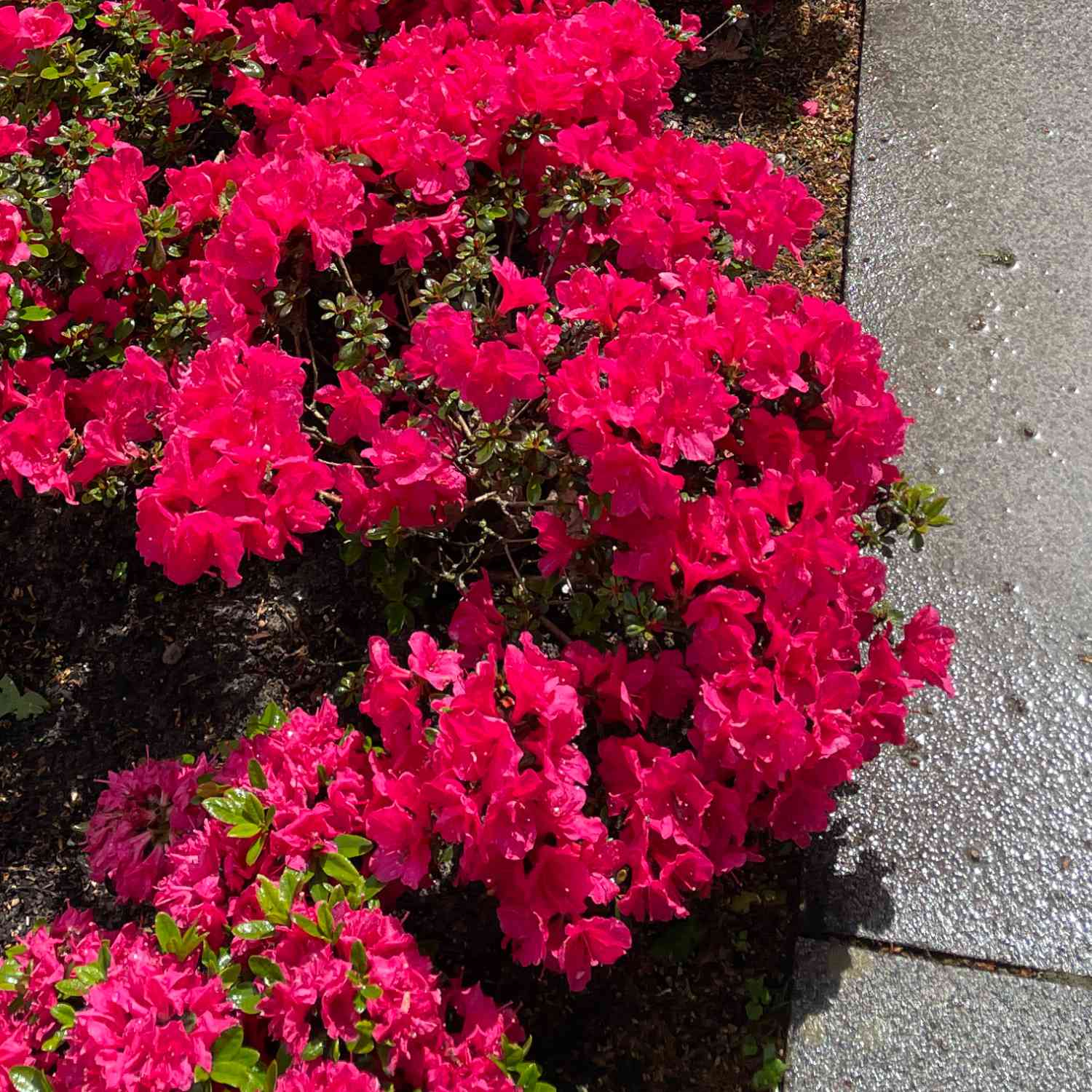 Rhododendron 'Little Red'