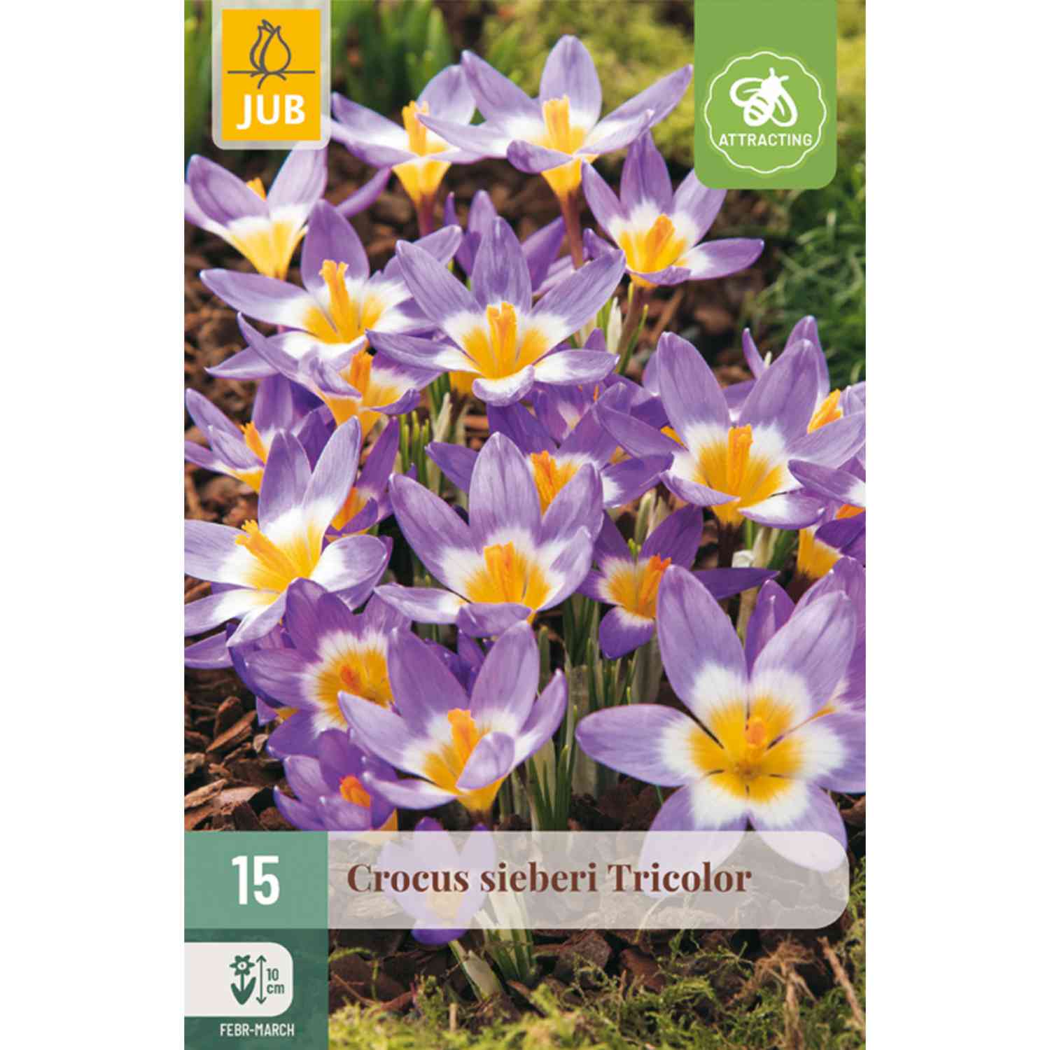 Botanische Krokusse 'Sieberi Tricolor' - 15 Stück