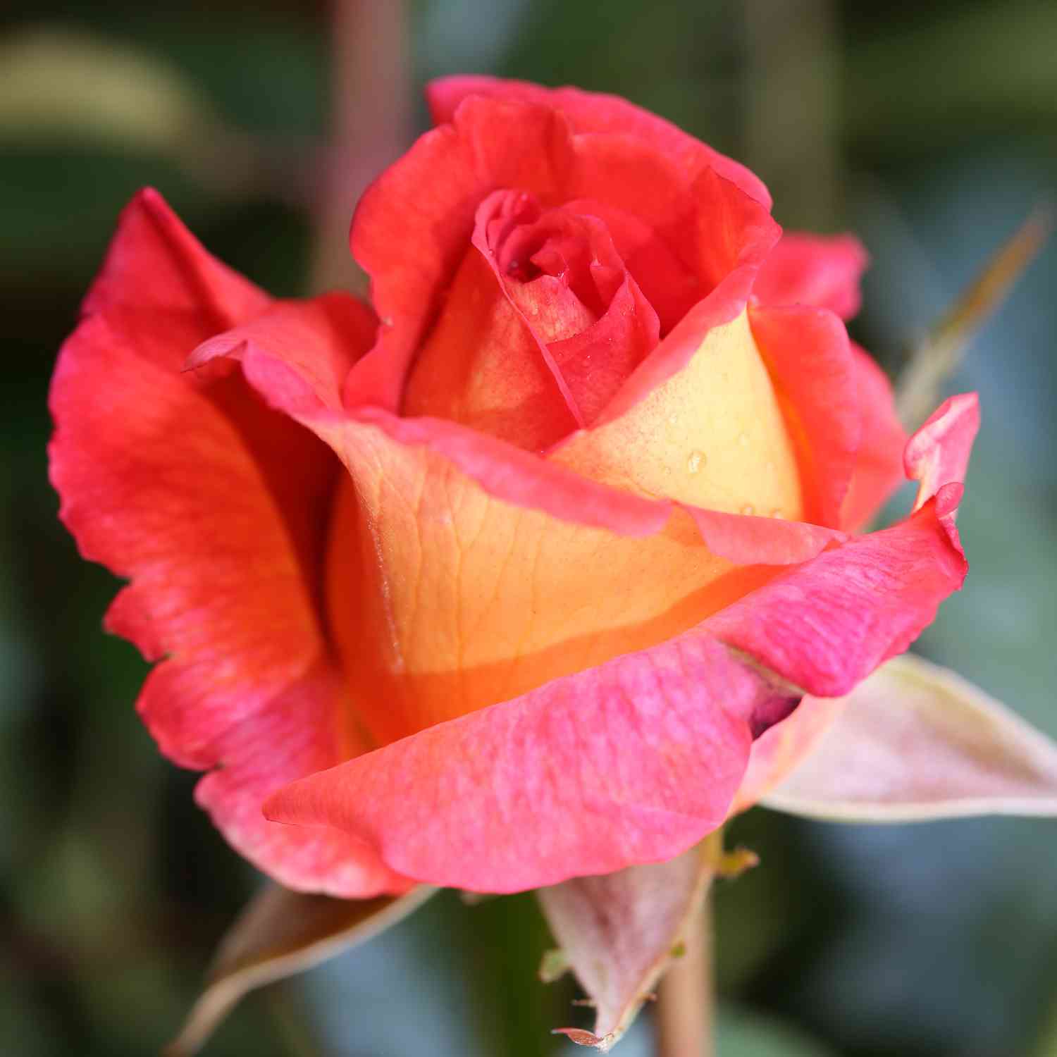 Edelrose 'Parfum de Grasse®' Edelrose 'Parfum de Grasse®'