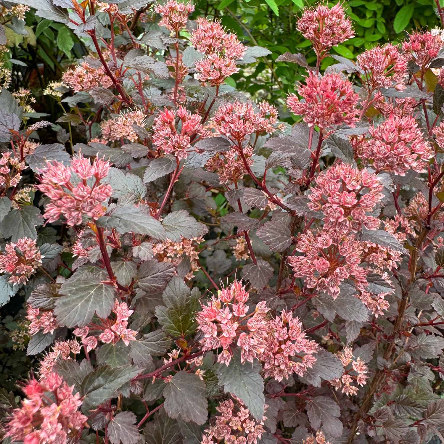 Fasanenspiere 'Little Joker®'
