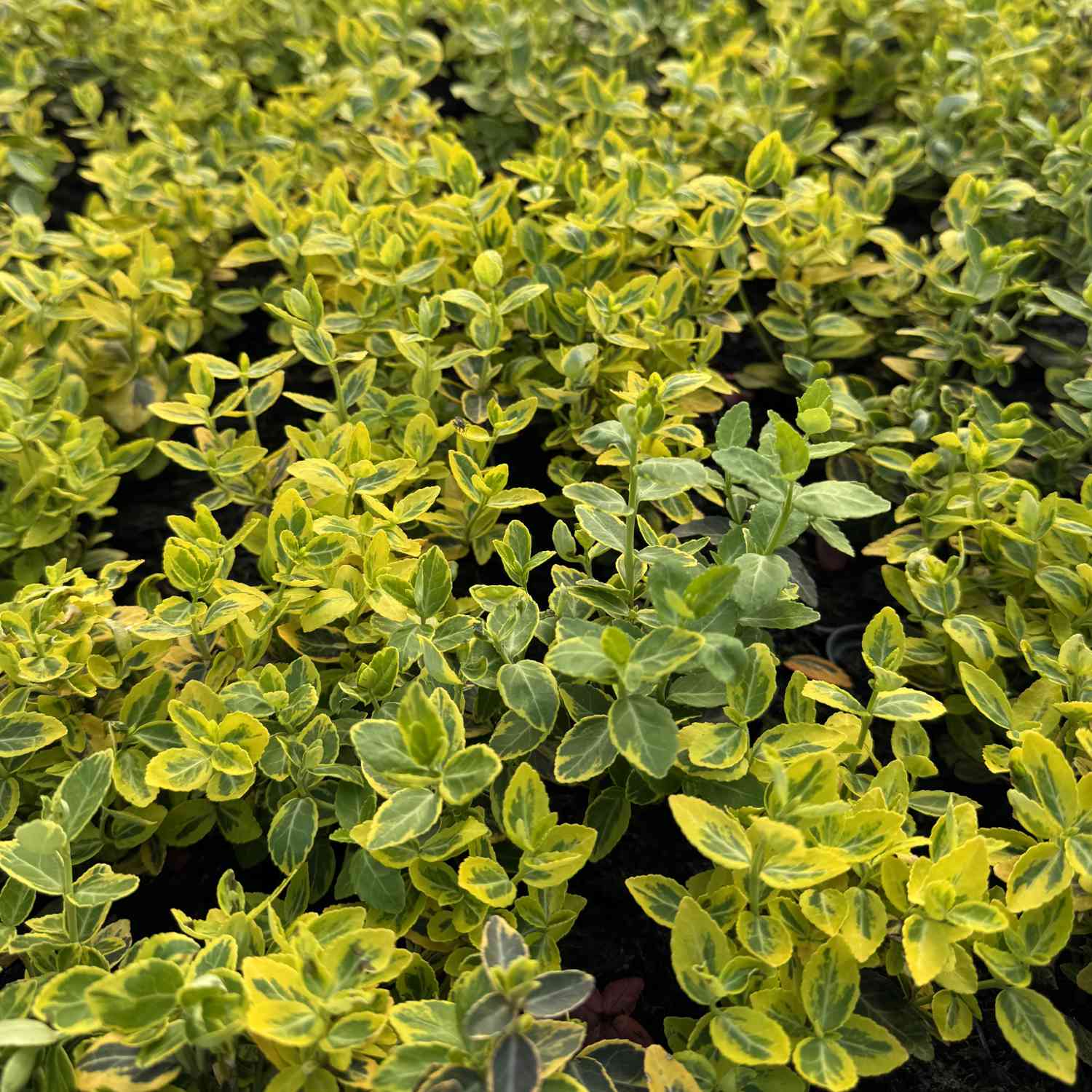 Kriechspindel 'Emerald'n Gold' Kriechspindel 'Emerald'n Gold'