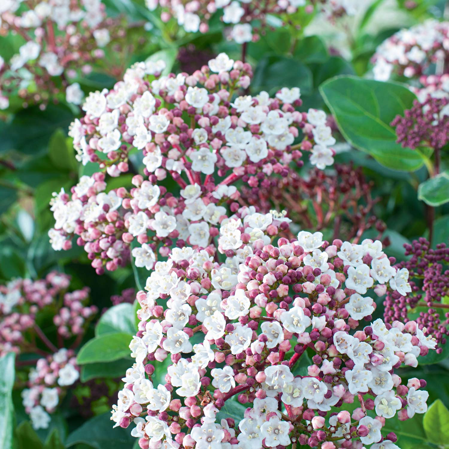 Immergrüner Schneeball 'Lisa Rose', 3 - 5 Liter, 30 - 40 cm Liefergröße: 30 - 40 cm