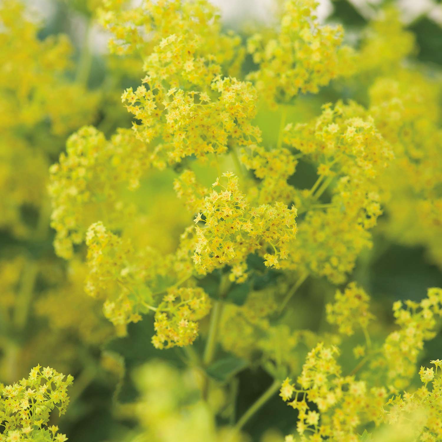 Kategorie <b>Stauden </b> - Frauenmantel / Silbermantel / Großblättriger Frauenmantel 3 Liter Container Lieferform: Im 3 Liter Topf - Alchemilla mollis