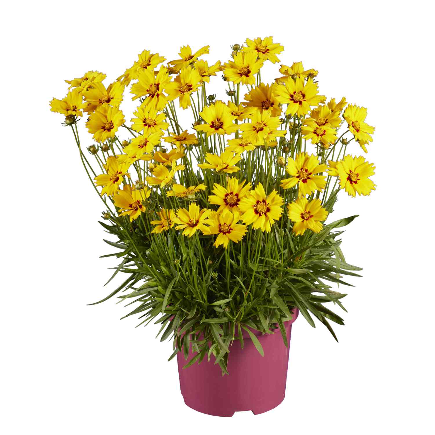 Großblumiges Mädchenauge 'Solar Mellow' Großblumiges Mädchenauge 'Solar Mellow'