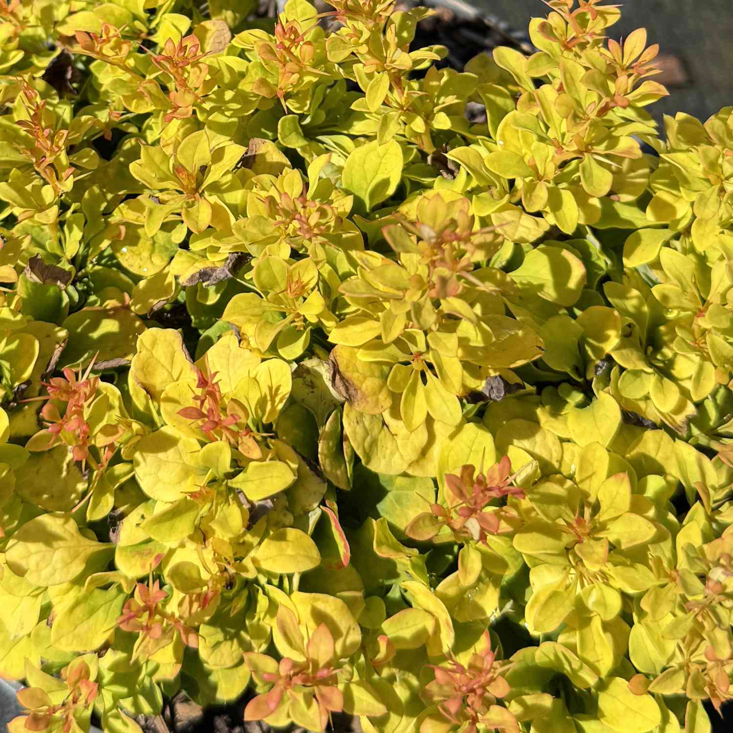 Gelbe Zwergberberitze 'Golden Nugget'