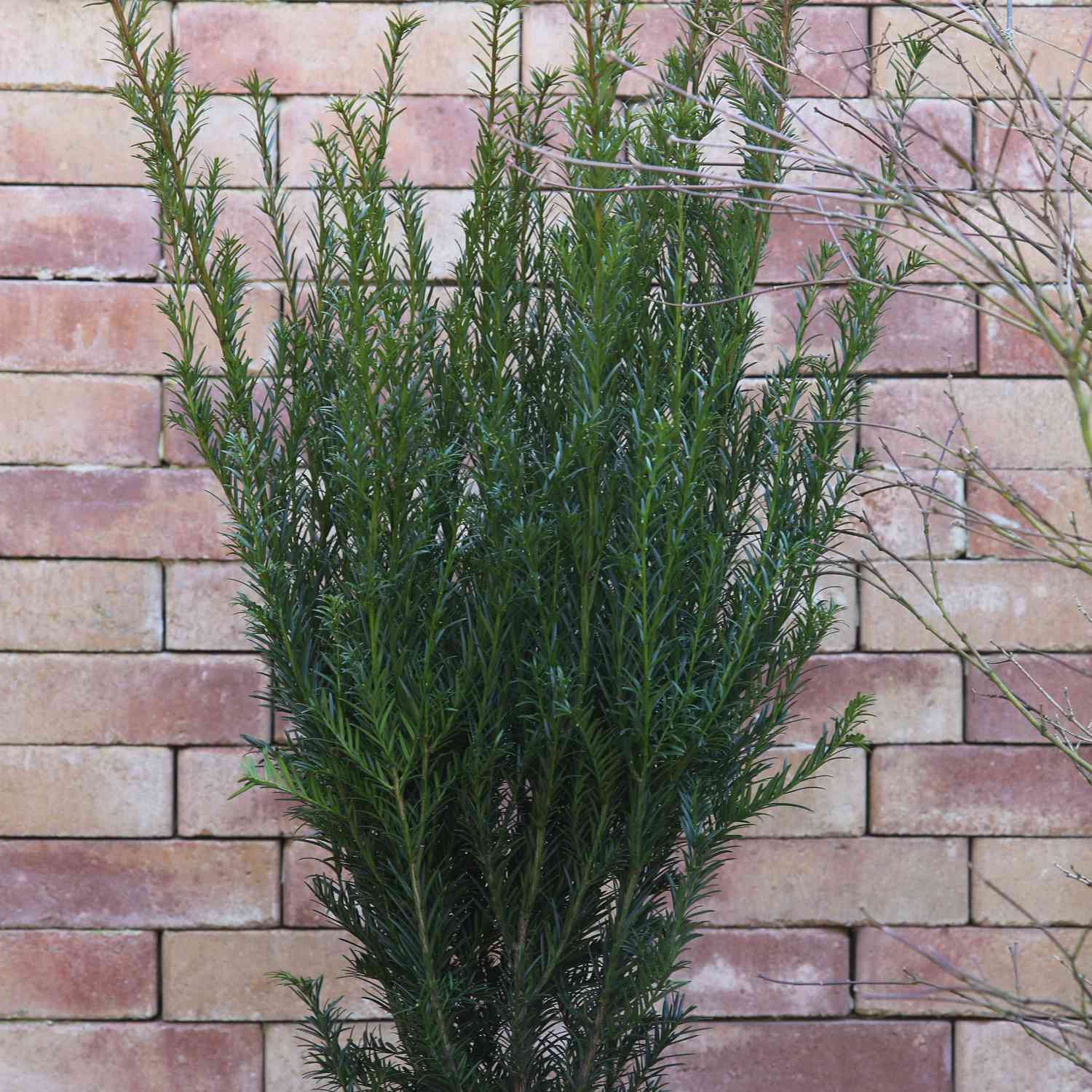 Eibe 'Groenland'