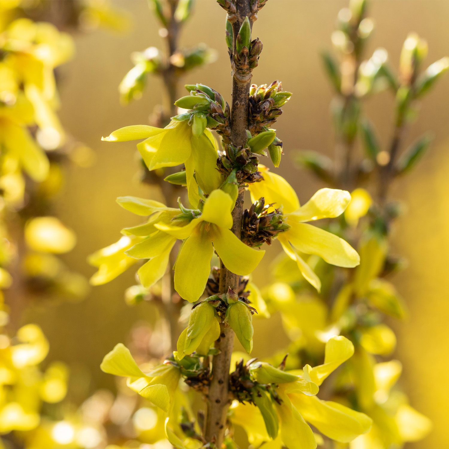 Kategorie <b>Rhododendren, Azaleen und Heide </b> - Forsythie 'Mikador'® 5 Liter, 60 - 80 cm Liefergröße: 60 - 80 cm - Forsythia intermedia 'Mikador'®