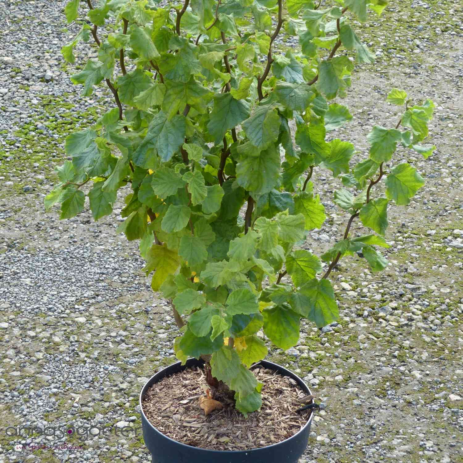 Korkenzieher-Hasel 'Twister' Korkenzieher-Hasel 'Twister'