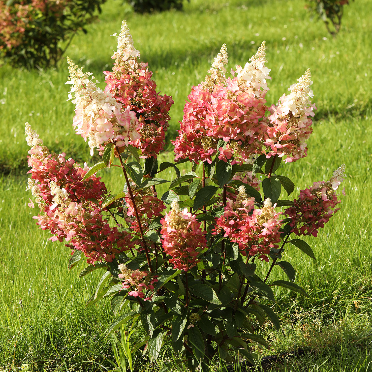 Rispenhortensie 'Pinky Winky®'