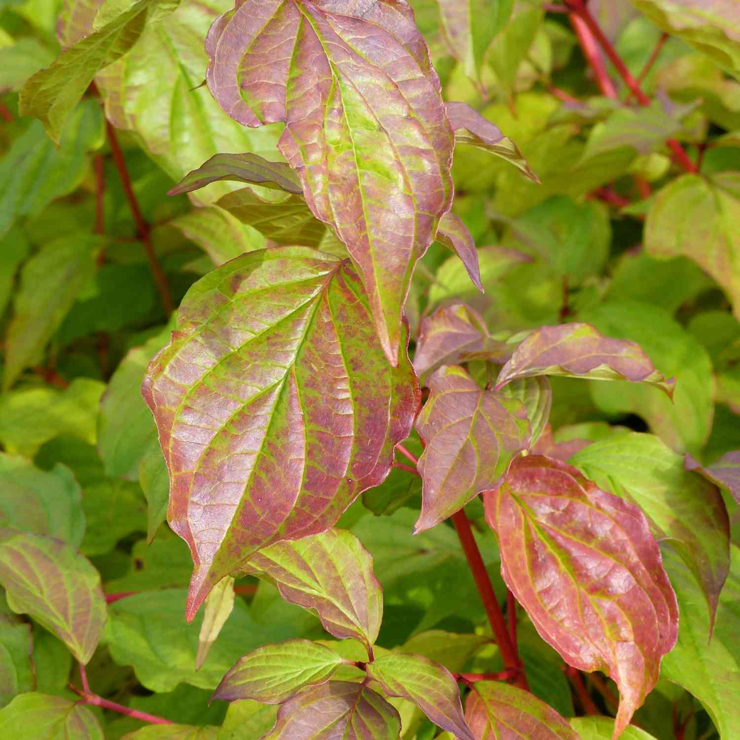 Feuer-Hartriegel 'Midwinter Fire'