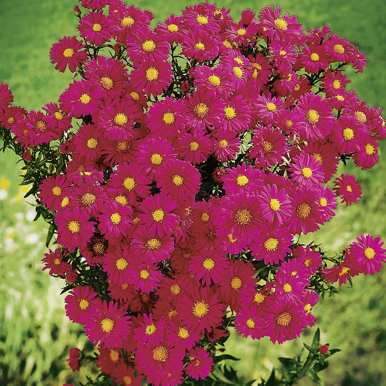 Glattblatt-Aster 'Crimson Brocade' Lieferform: Im 9 cm Topf
