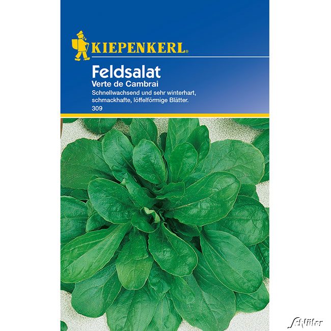 Feldsalat 'Verte de Cambrai' Lieferform: Portionssaatgut