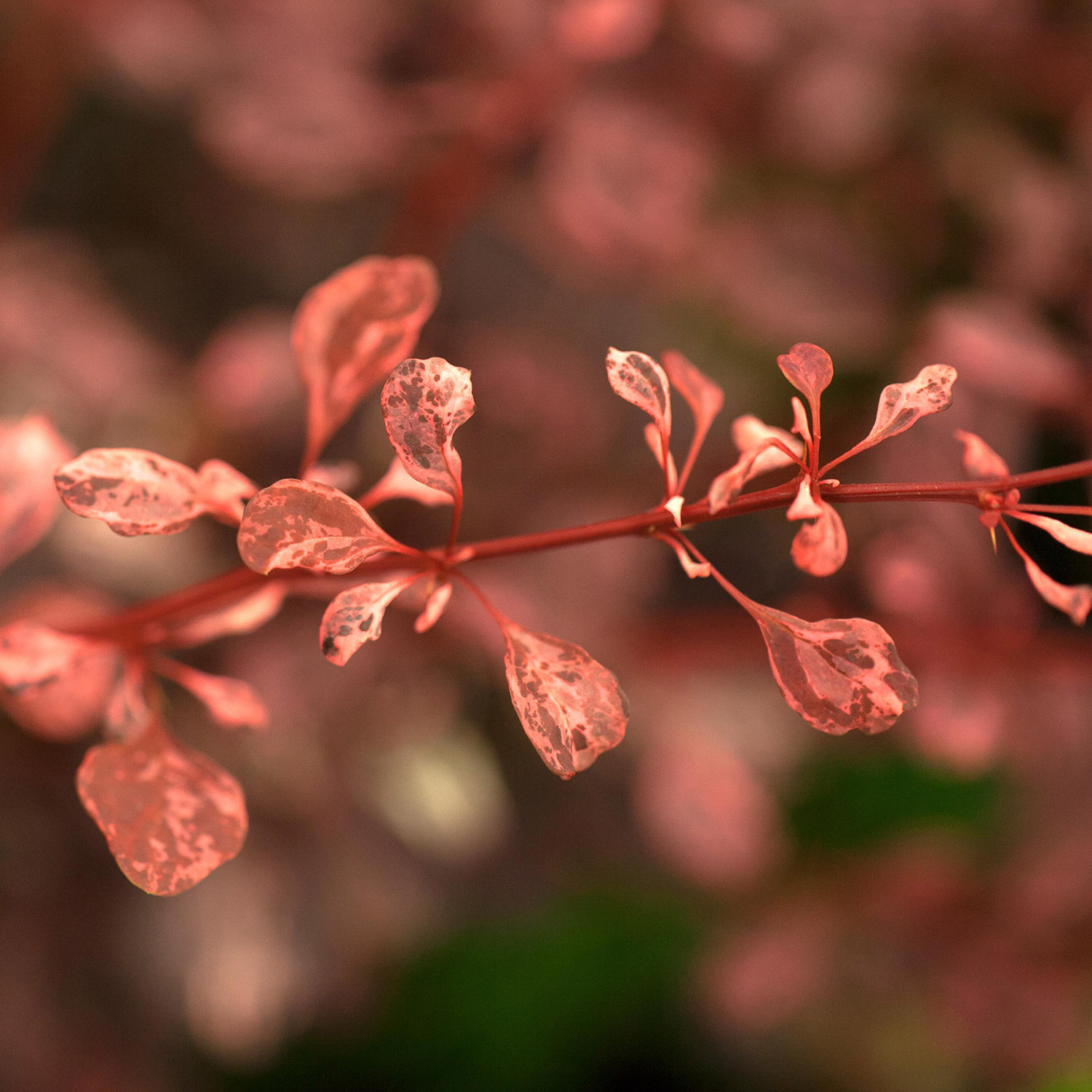 Berberitze 'Rose Glow'
