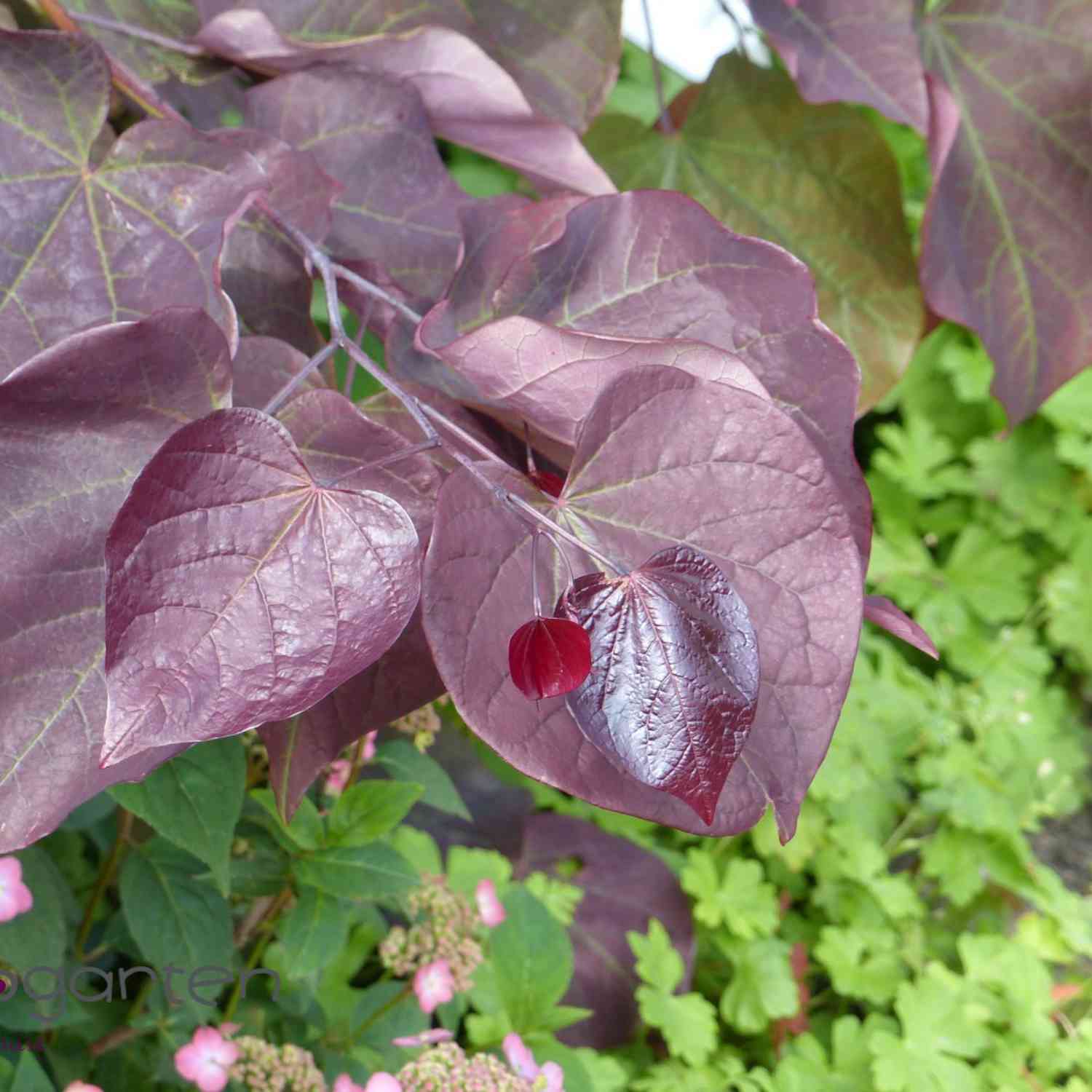 Kanadischer Judasbaum 'Forest Pansy'