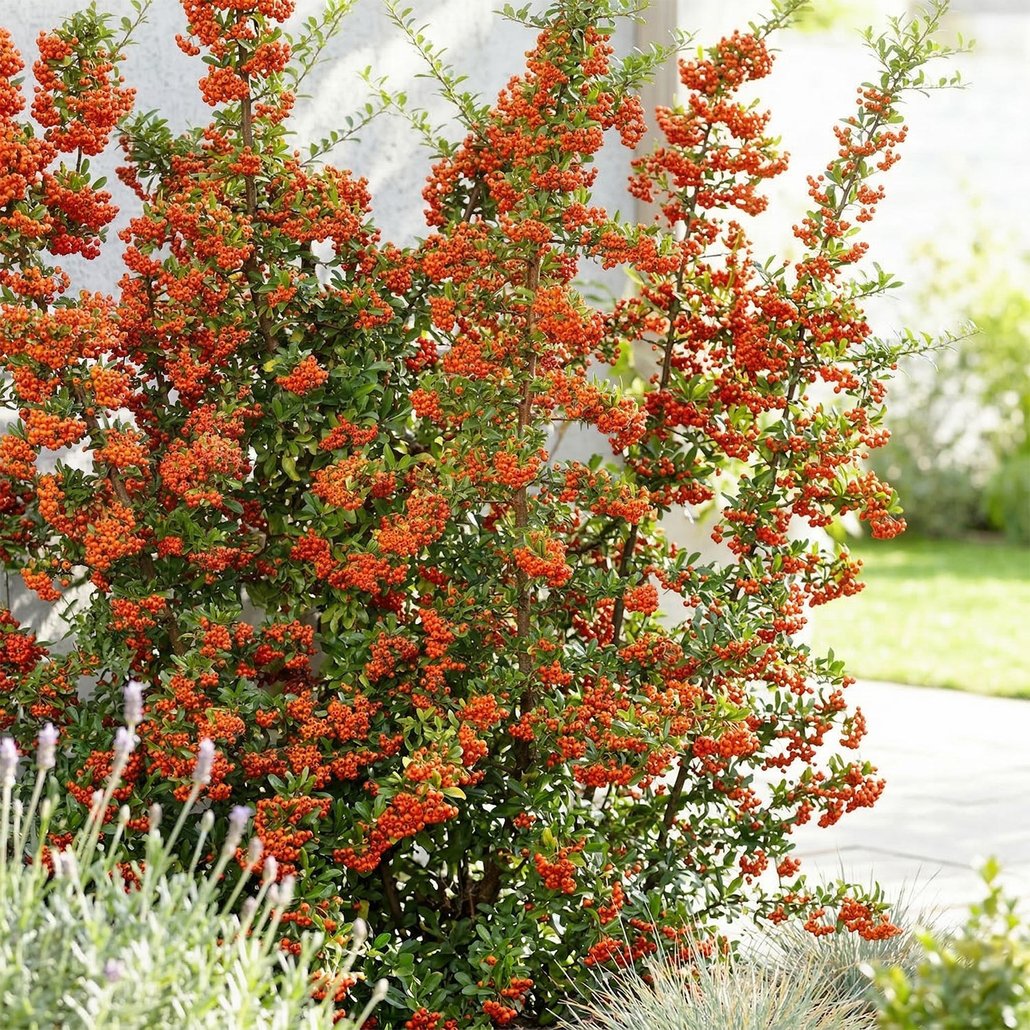 Blütensträucher und Ziergehölze - Mittelmeer-Feuerdorn 'Red Star' Liefergröße: 40 - 60 cm - Pyracantha coccinea 'Red Star'