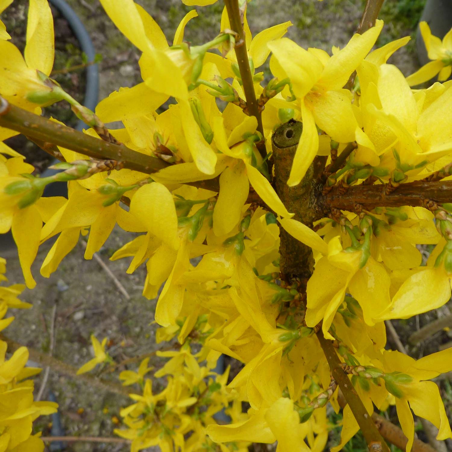 Goldglöckchen / Forsythie 'Weekend' Liefergröße: 60 - 100 cm