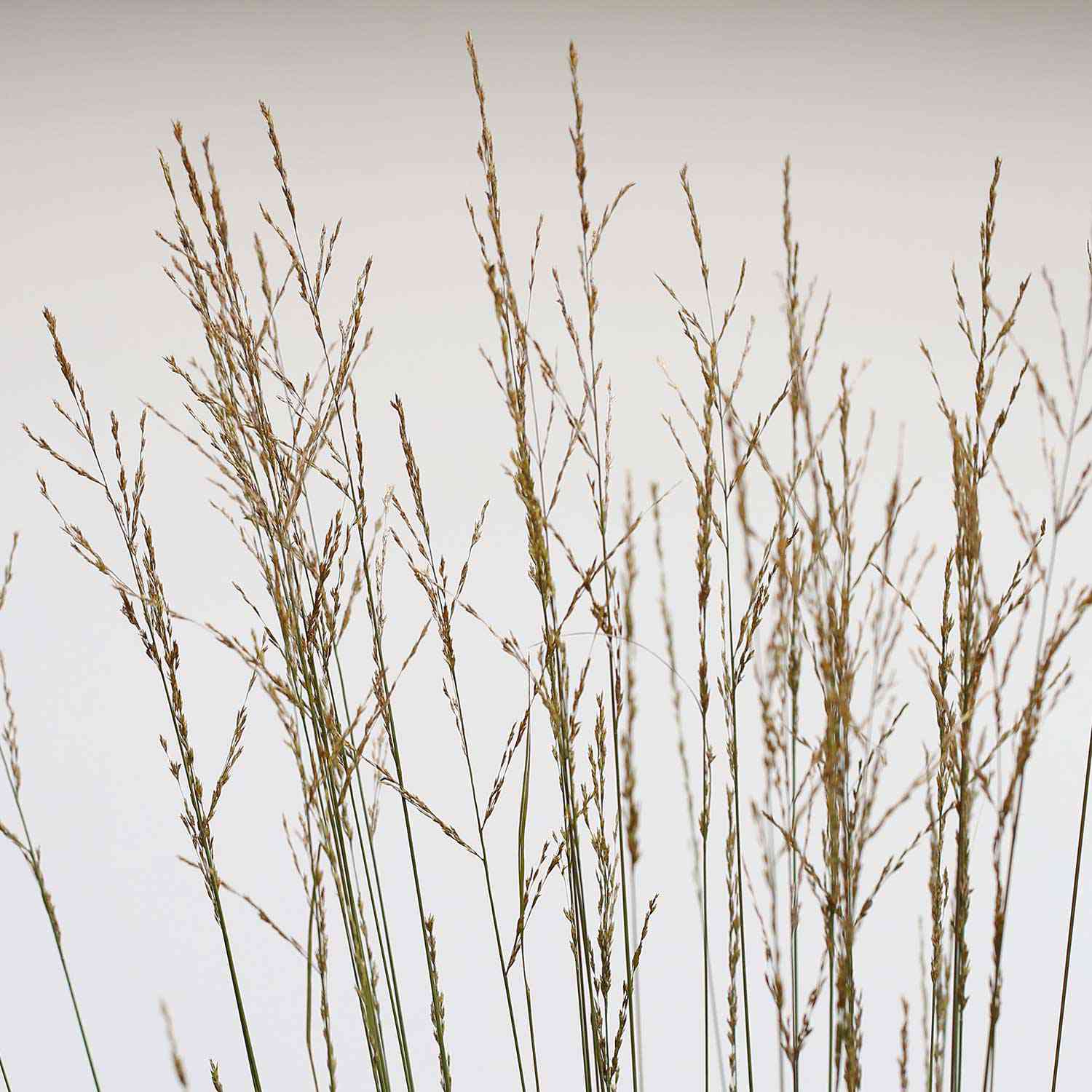 Kleines Pfeifengras 'Heidebraut'