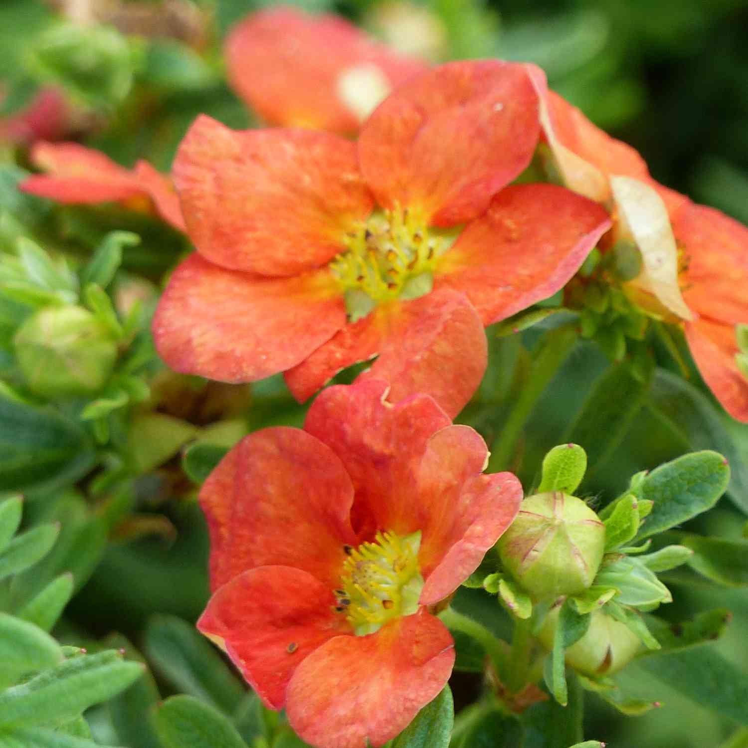 Fingerstrauch 'Red Ace' Fingerstrauch 'Red Ace'