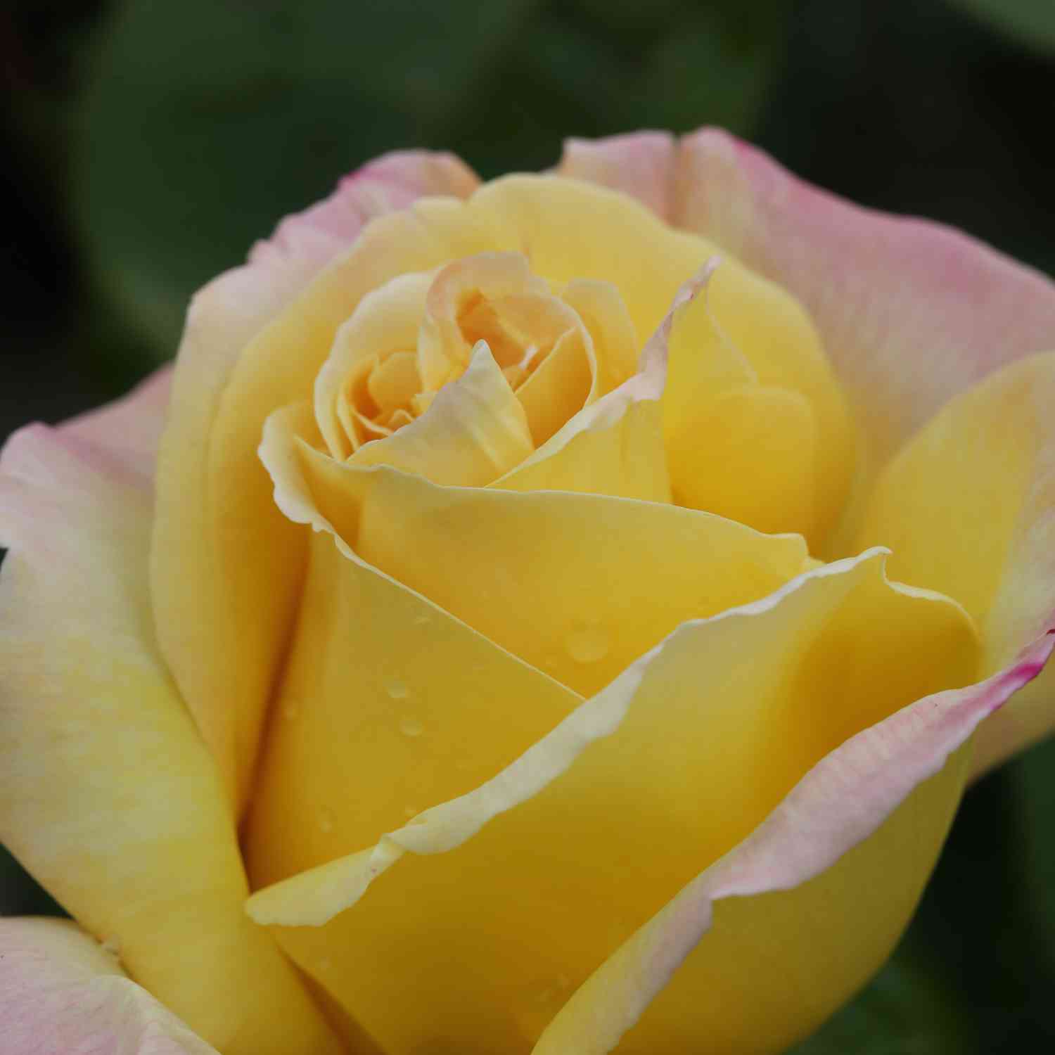 Edelrose 'Gloria Dei®' / 'Peace' Edelrose 'Gloria Dei®' / 'Peace'