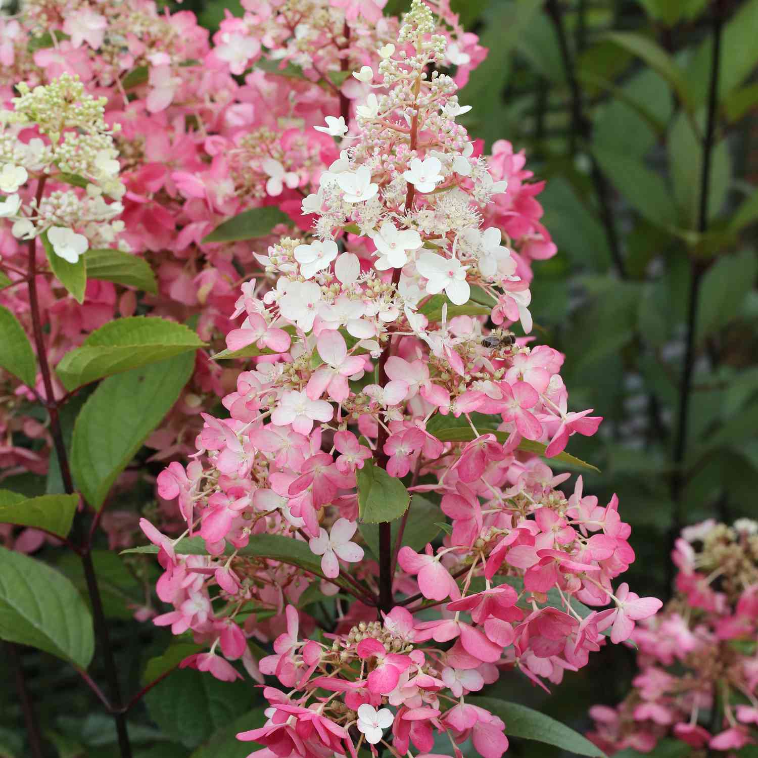 Rispenhortensie 'Pinky Winky®' Rispenhortensie 'Pinky Winky®'