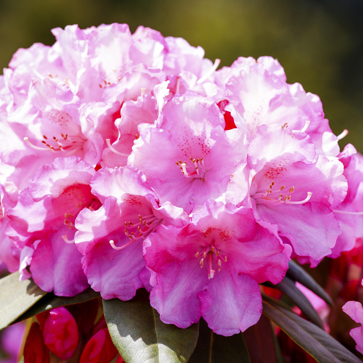 Ball-Rhododendron 'Kalinka'
