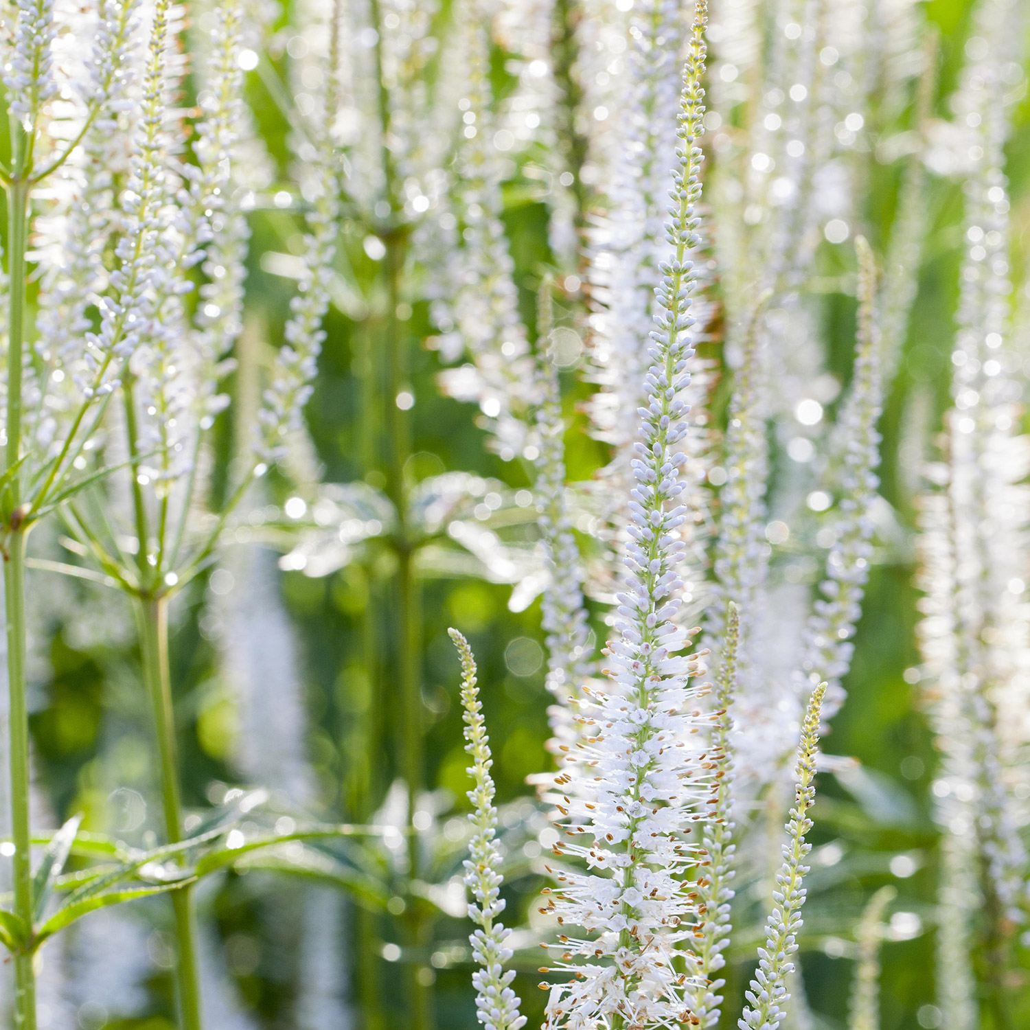 Kategorie <b>Stauden </b> - Ähriger Ehrenpreis 'Weiß' Lieferform: Im 9 cm Topf - Veronica spicata 'weiß'
