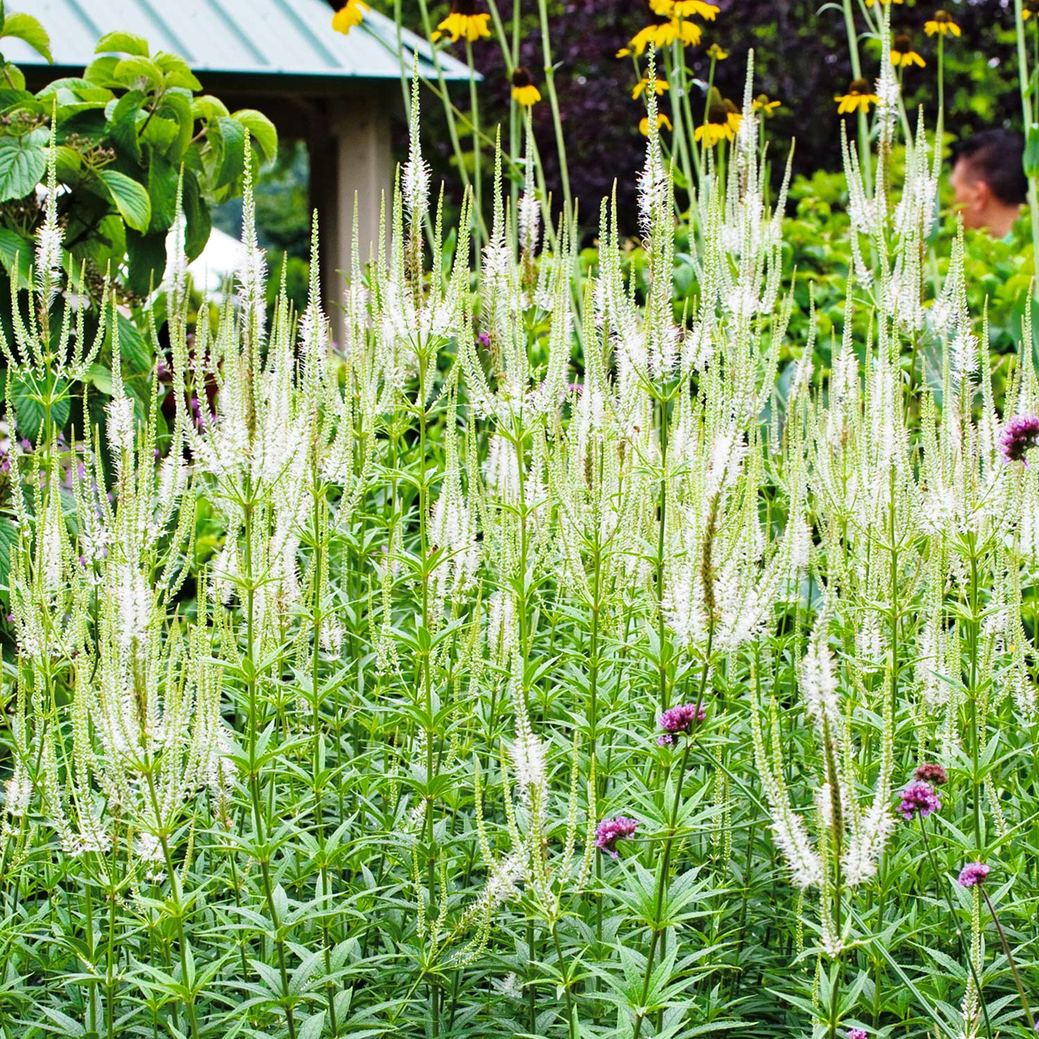 Kategorie <b>Stauden </b> - Ehrenpreis virginicum Lieferform: Im Topf - Veronicastrum virginicum