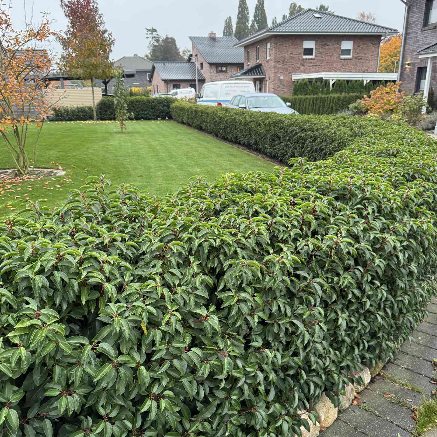 Portugiesische Lorbeerkirsche 'Myrtifolia' Portugiesische Lorbeerkirsche 'Myrtifolia'