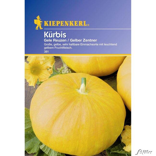 Kürbis 'Gele Reuzen / Gelber Zentner' Lieferform: Portionssaatgut