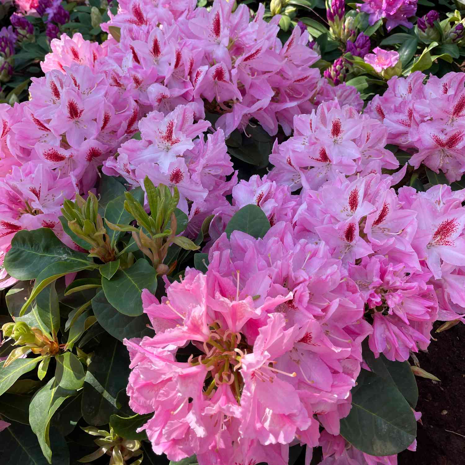 Rhododendron 'Furnivall's Daughter' - Easydendron® Rhododendron 'Furnivall's Daughter' - Easydendron®