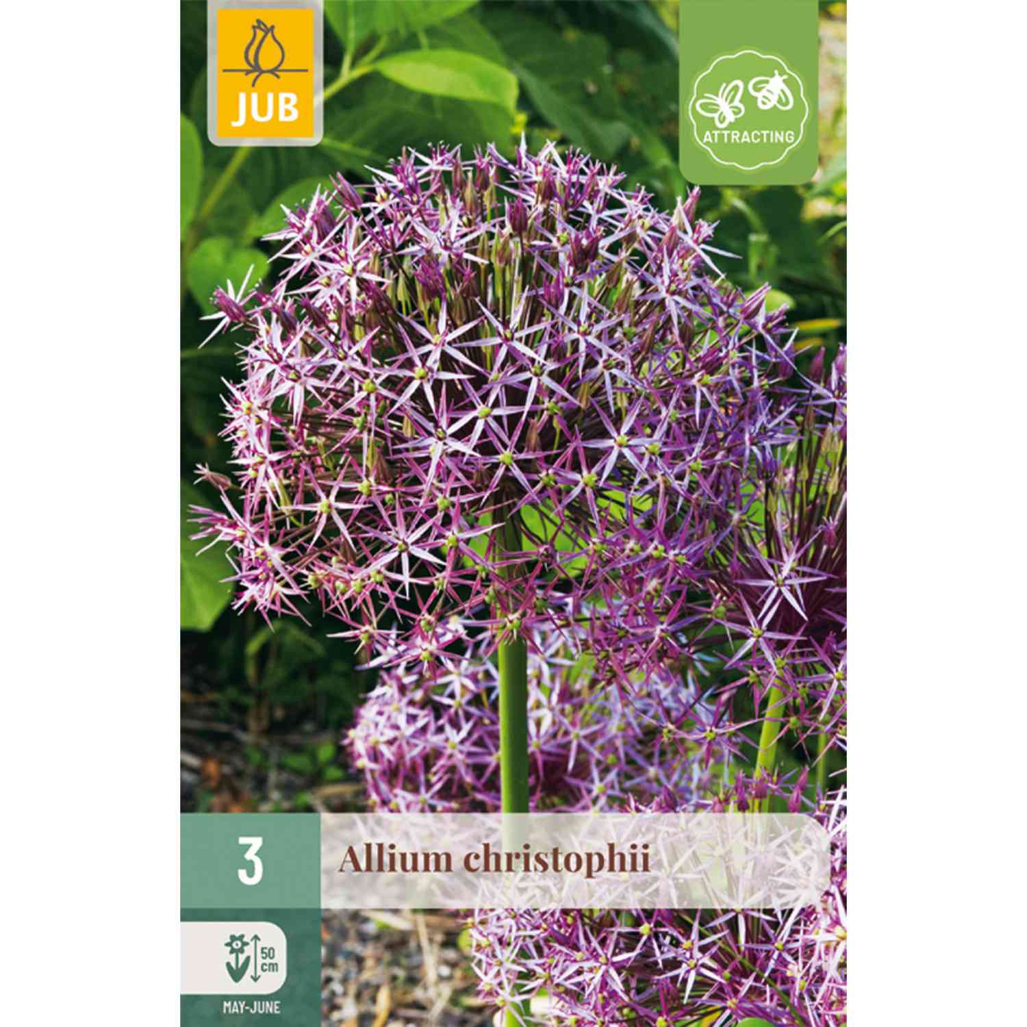 Allium christophii 'Sternschnuppe' 3 Stück