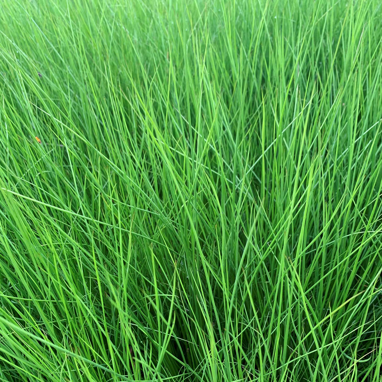 Flatter-Binse Lieferform: Im 0,5 Liter Topf