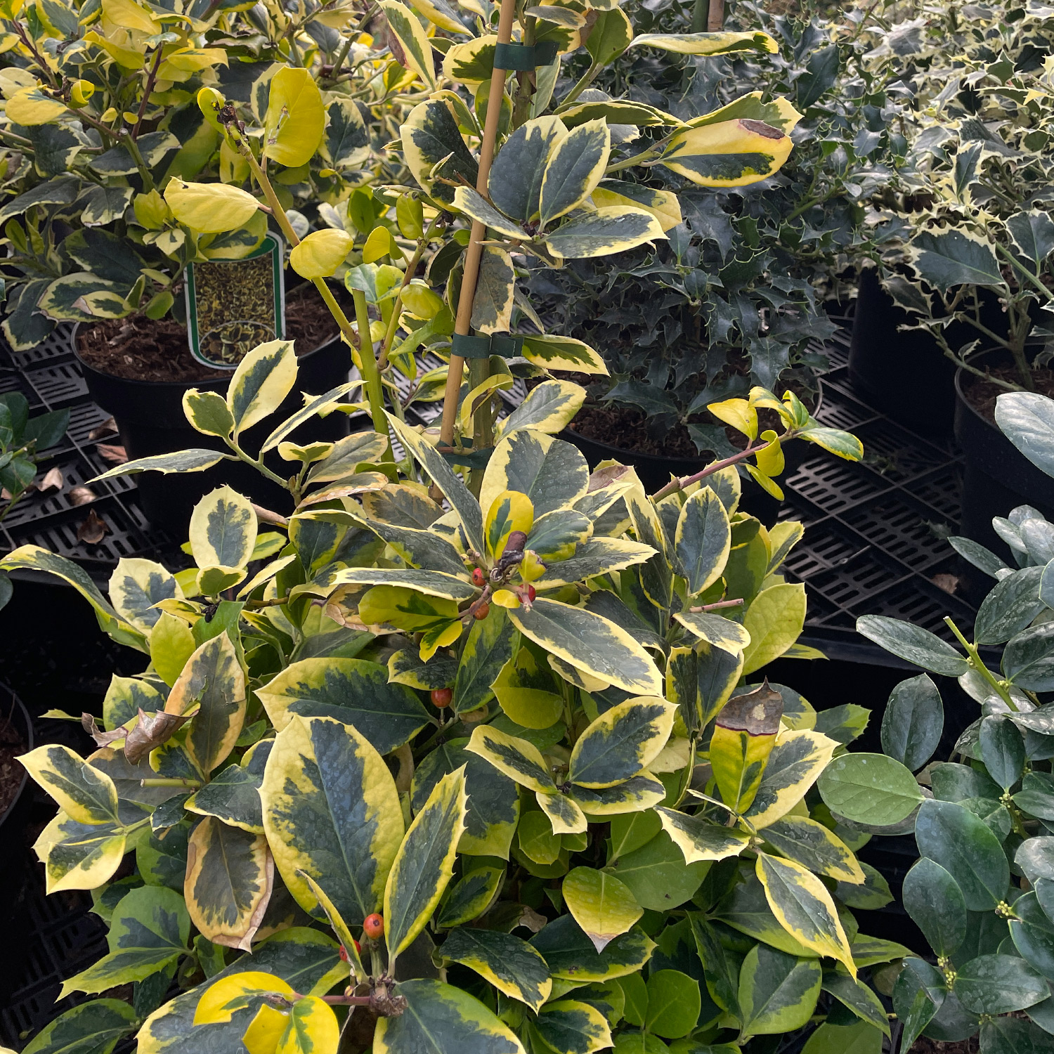 Gelbbunte Stechpalme 'Golden King'
