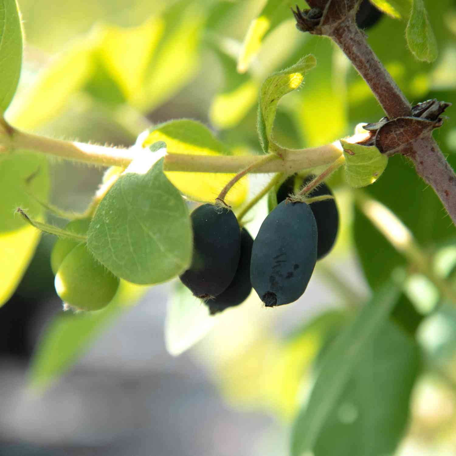 Sibirische Blaubeere 'MyBerry® Sweet' - Honigbeere