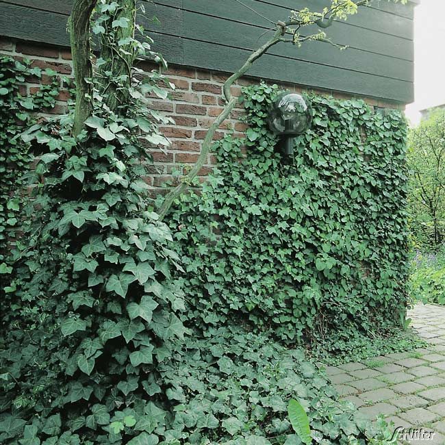 Großblättriger Irischer Efeu, 2 Liter, 60 - 80 cm, gestäbt, 4 - 6 Triebe Liefergröße: 60 - 80 cm | gestäbt