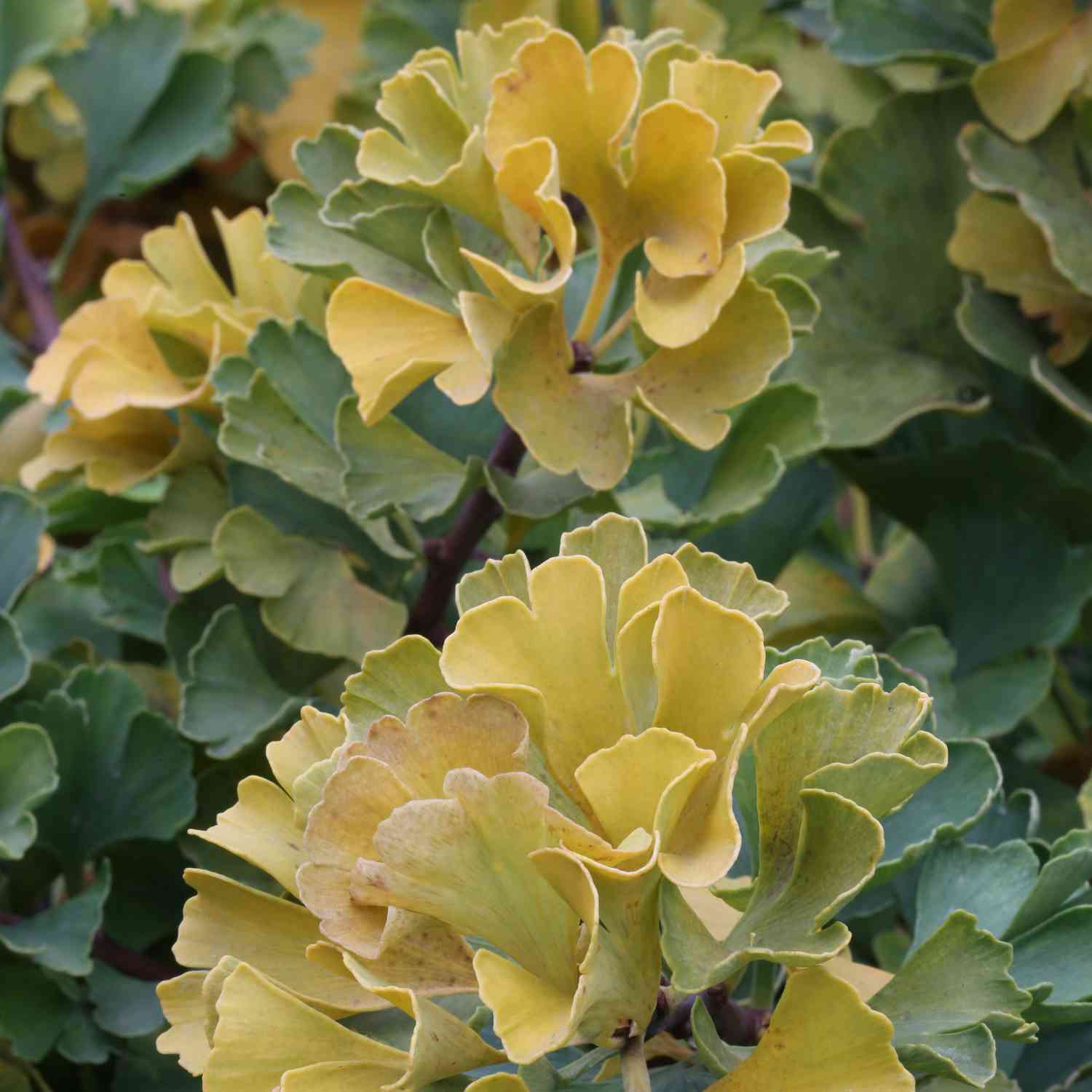 Fächerblattbaum / Ginkgobaum 'Mariken' Fächerblattbaum / Ginkgobaum 'Mariken'