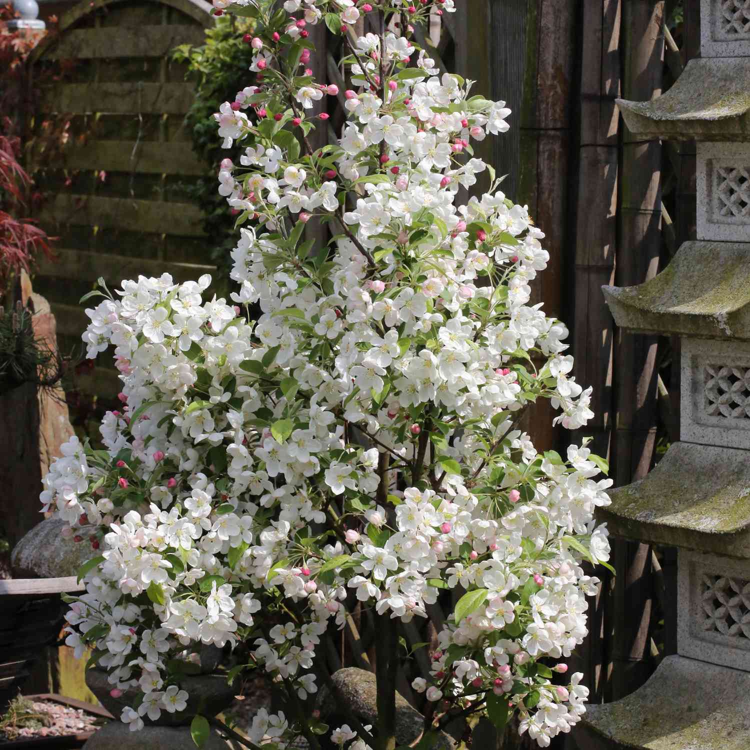 Zierapfel 'Evereste' Zierapfel 'Evereste'