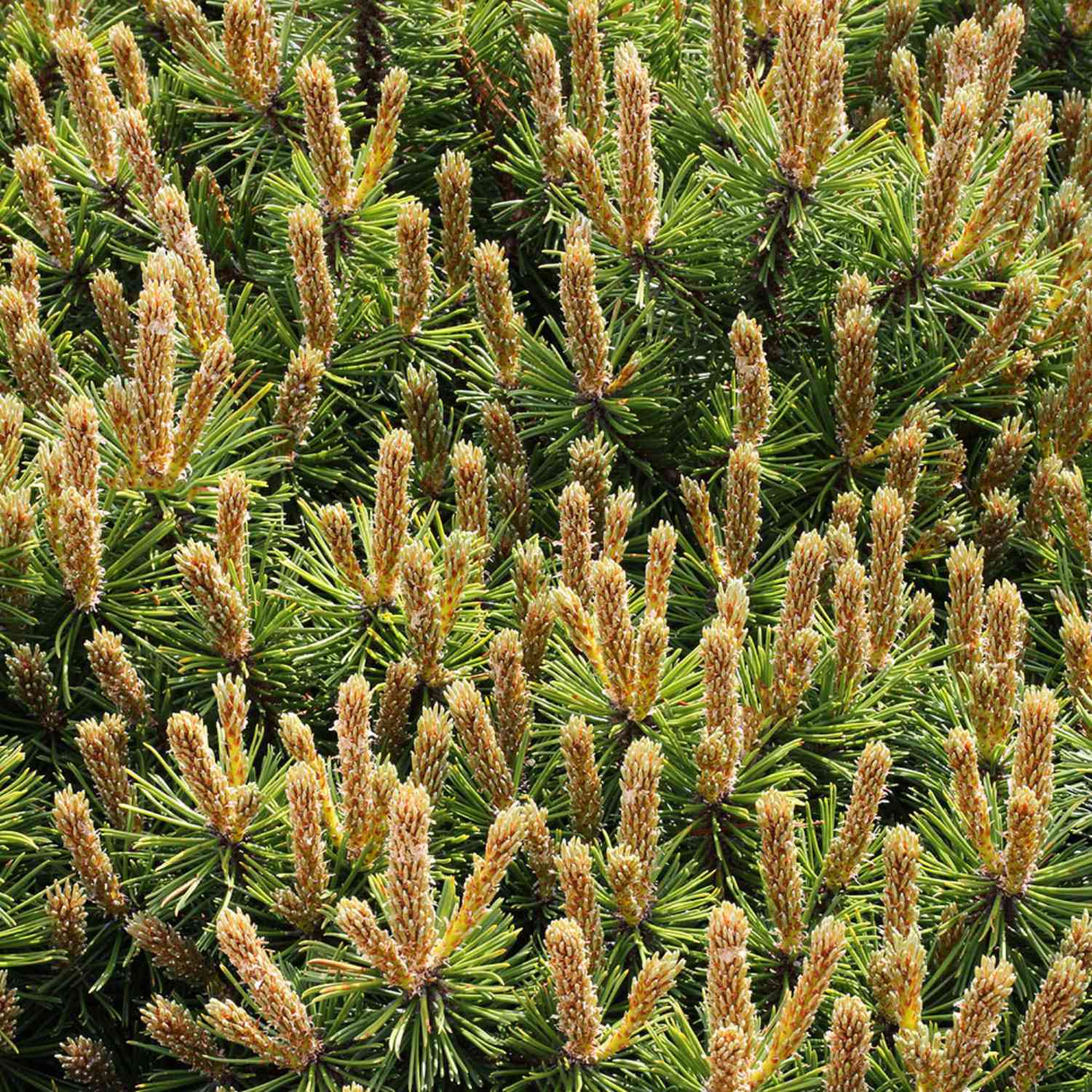 Zwerg-Kiefer 'Benjamin' Zwerg-Kiefer 'Benjamin'